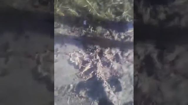 Каровье говно смотреть онлайн