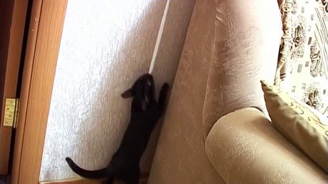 Кошечка МУХА и выключатель Ютуб