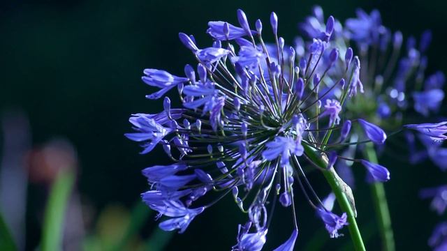 ЦВЕТЫ И ГОРОД. смотреть онлайн