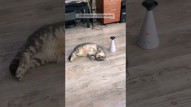 Почему же кошки спят весь день? ??? смотреть онлайн