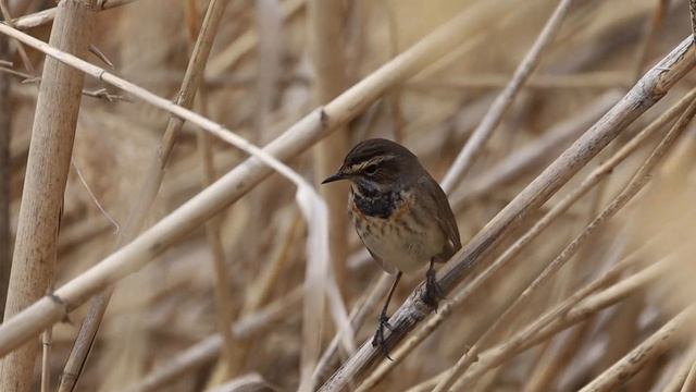 Варакушка Варакушка (Luscinia svecica) — птица семейства мухоловковых отряда воробьинообразных. смотреть онлайн
