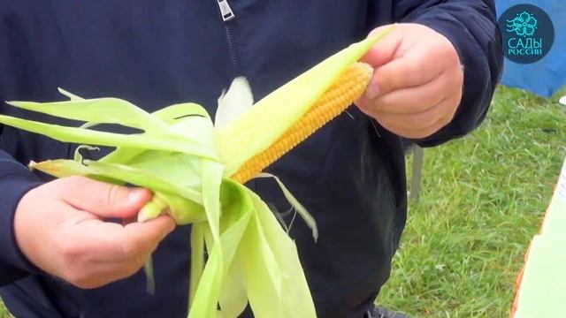 Кукуруза Трофи смотреть онлайн