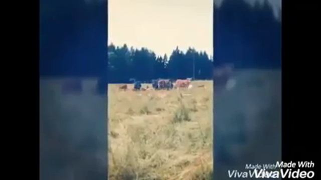 Mein Urlaub in Klingenthal😍❤ смотреть онлайн