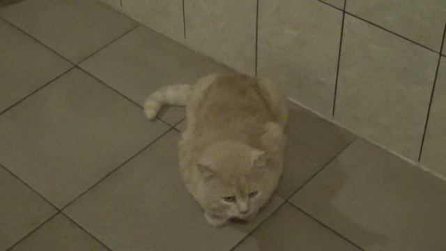 Прибавление в кошачьей банде смотреть онлайн