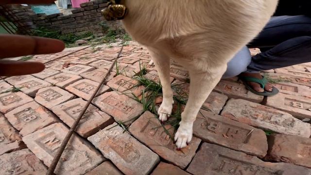 Best Dog Kennel Serampore | Lucky Pet Kennel | Low Price Puppy Sell Serampore смотреть онлайн