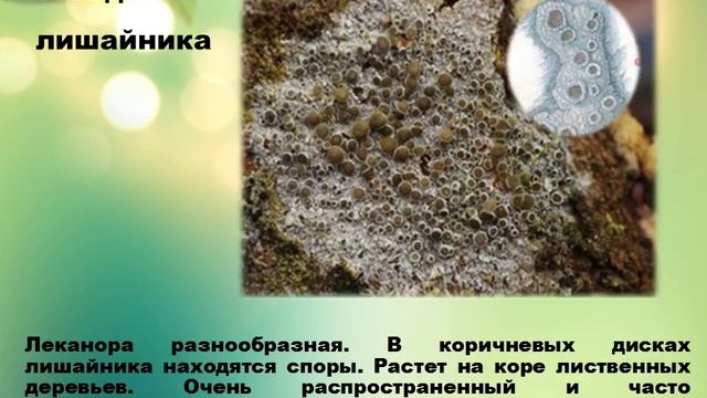 Презентация   