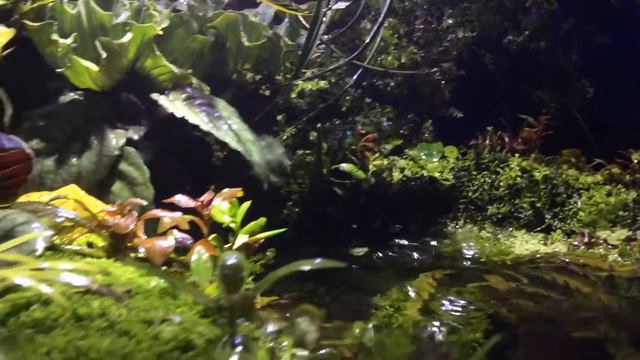 Все течёт и все меняется.. Рипариум смотреть онлайн