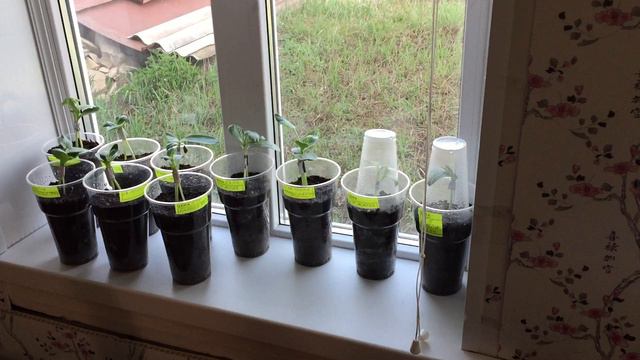 Прививка арбузов на лагенарию