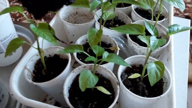 2021 год результаты подкормки рассады монокалием фосфатом