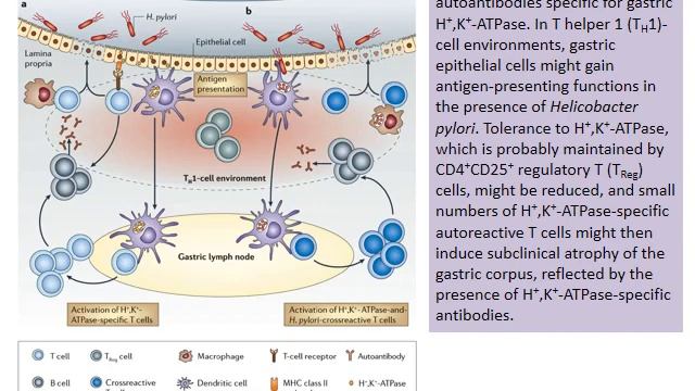 H pylori & Campylo Gram negative rods смотреть онлайн