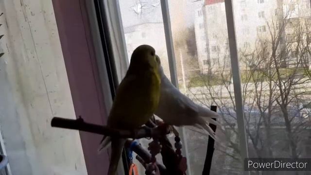 Знакомство моих попугаев|_volnistiki_lifee смотреть онлайн