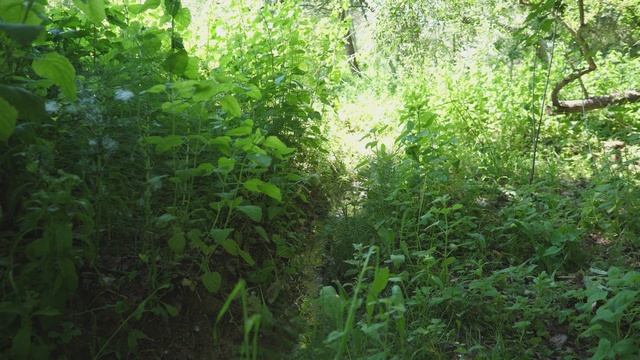 Кизил Коуза Cornus Kousa. Османтус Osmānthus. Cytisus Battandieri. . Лесосад с нуля смотреть онлайн