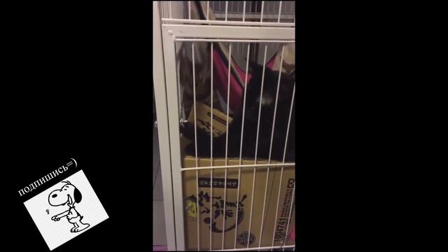 Смех до слез! Милые и самые смешные животные в этом ролике! 5 минут смеха смотреть онлайн