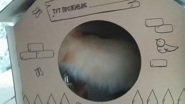 Как собрать кошачий домик от josera смотреть онлайн