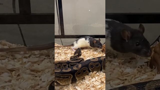 Ball Python **Live Feed Response** смотреть онлайн