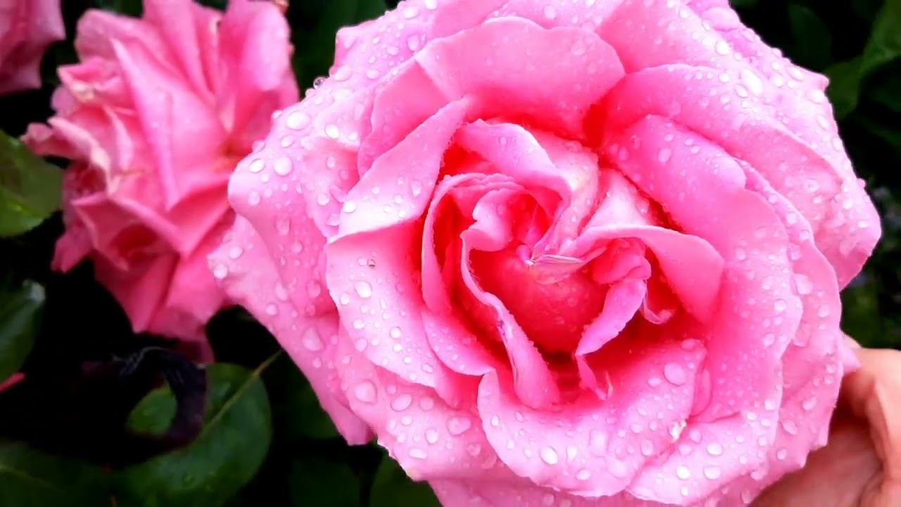 Розы отцветают и зацветают... Кто еще подтянулся... смотреть онлайн