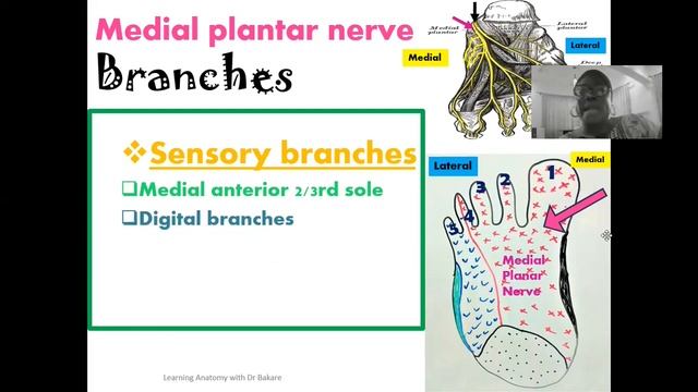Medial Plantar Nerve смотреть онлайн