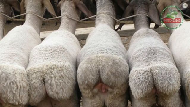 Курдюк Вместо Соски! Монгольская традиция! смотреть онлайн