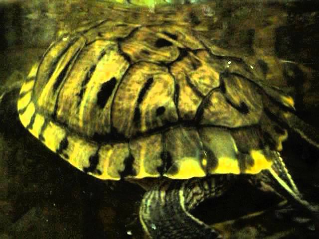 Черепахи в аквариуме едят ногу. смотреть онлайн