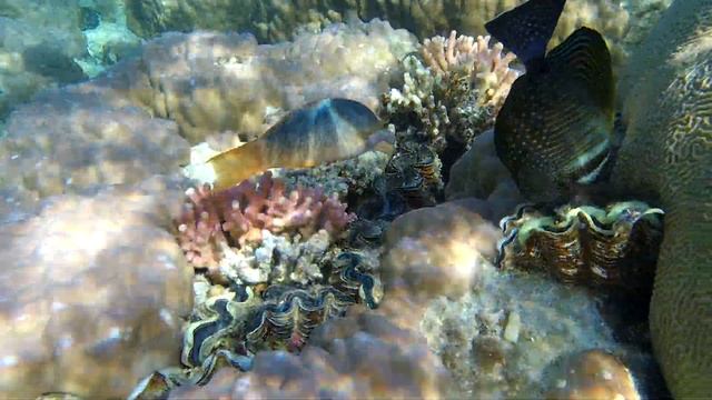 Обитатели Красного моря - лазоревый клюворыл самка и зебросома-парусник. Отель Pensee Royal Garden. смотреть онлайн