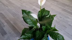 СПАТИФИЛЛУМ цветёт круглый год - Просто используйте эти советы / Почему нет цветов у спатифиллума