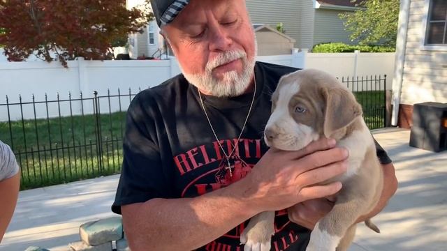 NEWEST MEMBER OF THE MANMADE FAMILY; RELENTLESS XL BULLIES FROM OHIO; 8 WEEK XXL PITBULL PUPPY смотреть онлайн