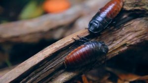 Звуки насекомых / Звук Таракана / Какие звуки издаёт таракан