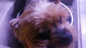 Лечение Йорка,что по чем//малыши живут со мной