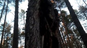 Чага - как собирать березовый гриб