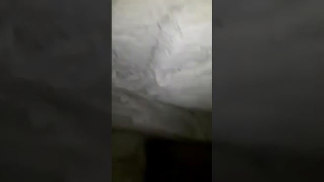 Гнездо летучей мыши... смотреть онлайн
