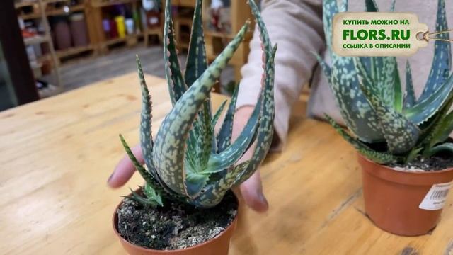 Алоэ Карола - зеленое пламя | Зеленая архитектурная форма для интерьера смотреть онлайн