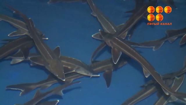 Как выглядит морской алюминий? смотреть онлайн