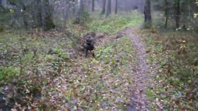 прогулки по лесу с Кане Корсо 1 смотреть онлайн