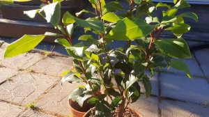 Лавр благородный. Уход и формировка в домашних условиях