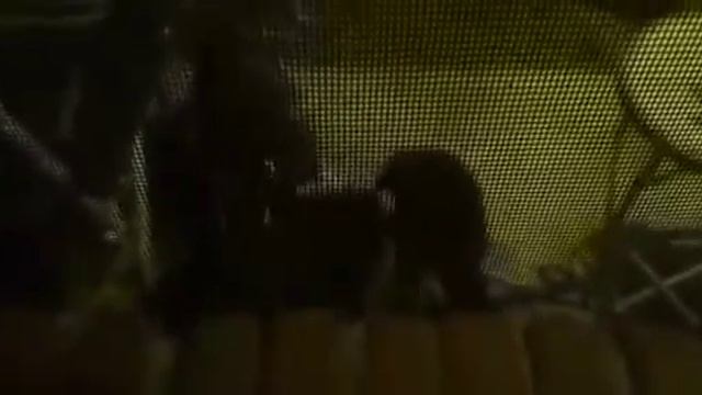 NIGHT GUESTS RACCOON FAMILY😜