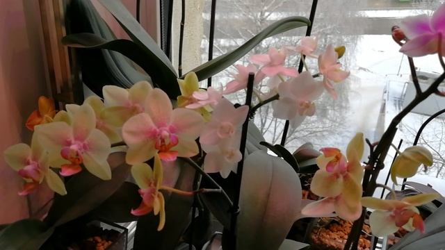 Обзор моих орхидей от 11.01.2019. Посадка в закрытую систему с орхиатой и цеофлорой. смотреть онлайн
