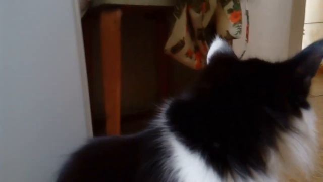 Когда кошки стали большие? #cat #кот смотреть онлайн