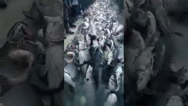 китайцы сеткой ловят смотреть онлайн
