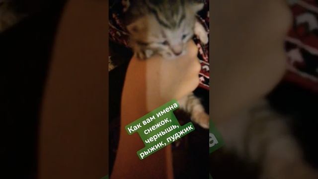 Выбираем имена для котят:) #котята #имя смотреть онлайн