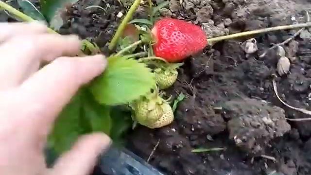 Клубника " Альбион " Как прогоняем муравьев . смотреть онлайн