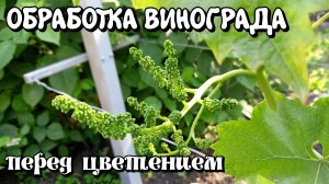 ОБРАБОТКА ВИНОГРАДА перед цветением.