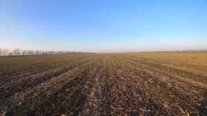 Охота  на зайца  с Таксой краснодарский край 2021