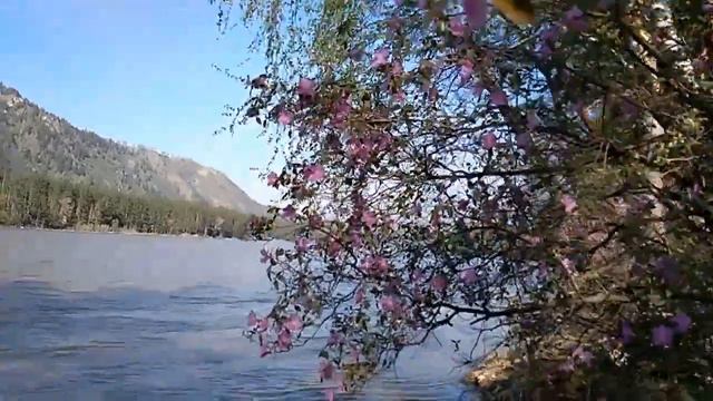 Зарисовка. Цветение маральника. Горный Алтай. Май 2021. смотреть онлайн
