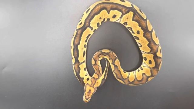 Clown - pastel clown x Yellowbelly Het clown смотреть онлайн
