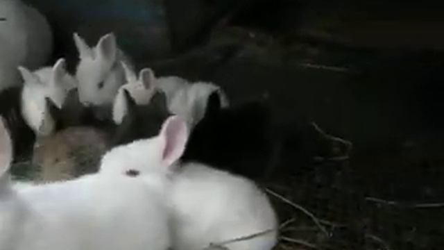 Крольчата белые фландры смотреть онлайн