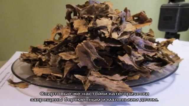 Лучшее средство от йододефицита — перегородки грецких орехов, лечебные свойства смотреть онлайн