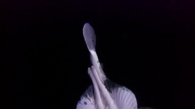 Жизнь хищников в воде смотреть онлайн