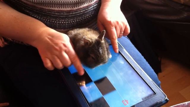 Little bunny plays piano / Наш малыш крольченок - пианист смотреть онлайн