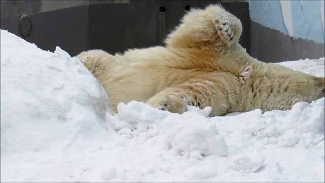 Белый медведь Кай очень рад белому снегу. 27.02.19 г. смотреть онлайн