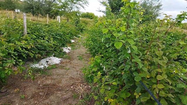 Наши саженцы ежевики и малины на осень 2022. смотреть онлайн